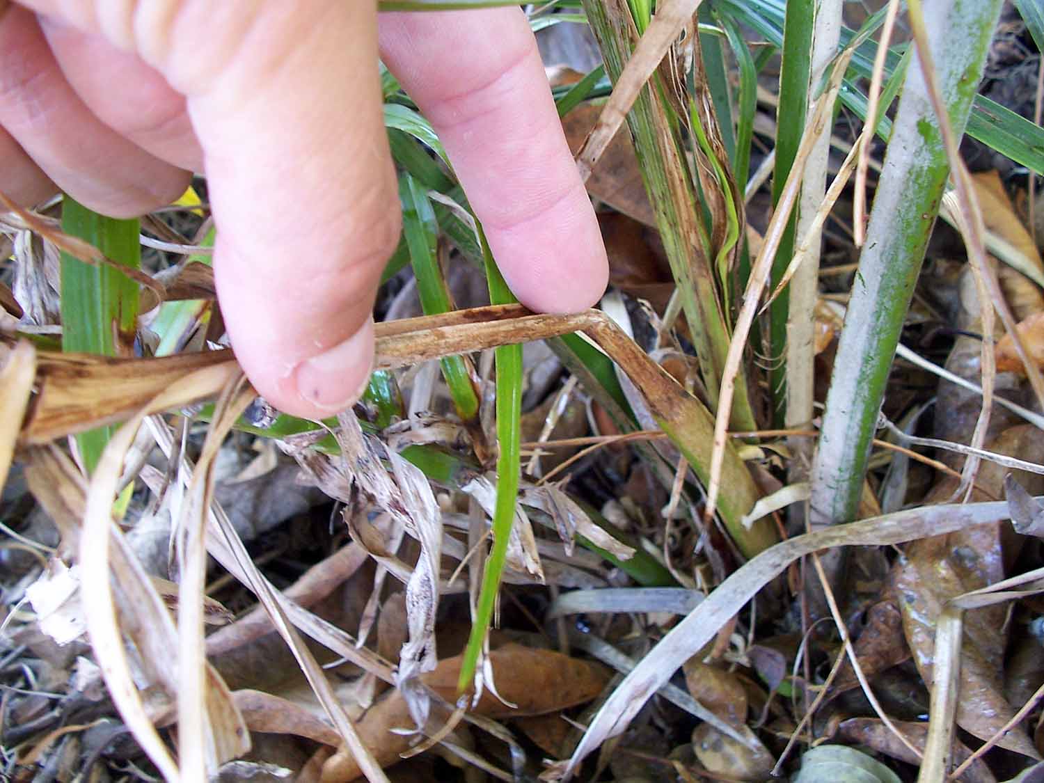 The wonders of Hydrogen Peroxide DISCUSSING PALM TREES WORLDWIDE PalmTalk